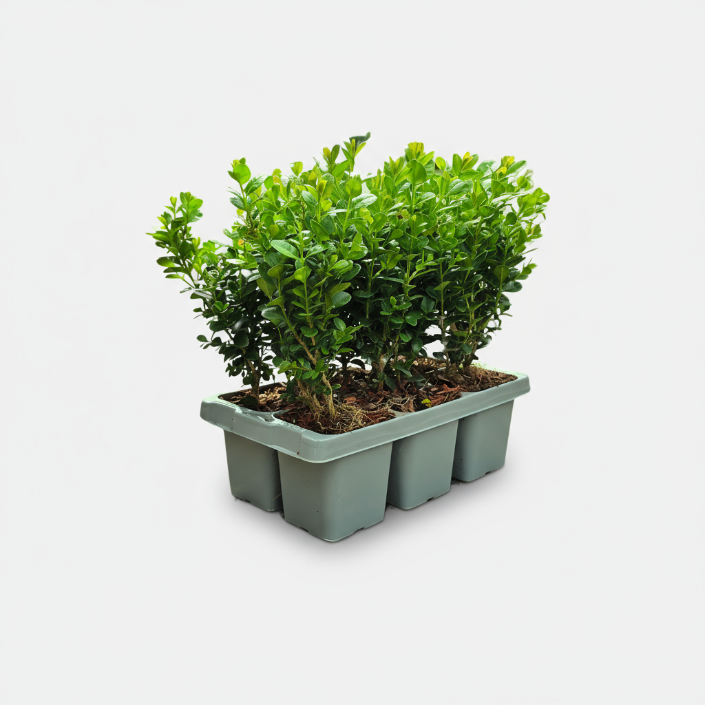"Buxus NewGen Freedom Pflanzen 6er-Pack – Winterharte Immergrüne Sträucher  6 x Ø7 cm - ↕15 cm | Kompakter Buchsbaum"