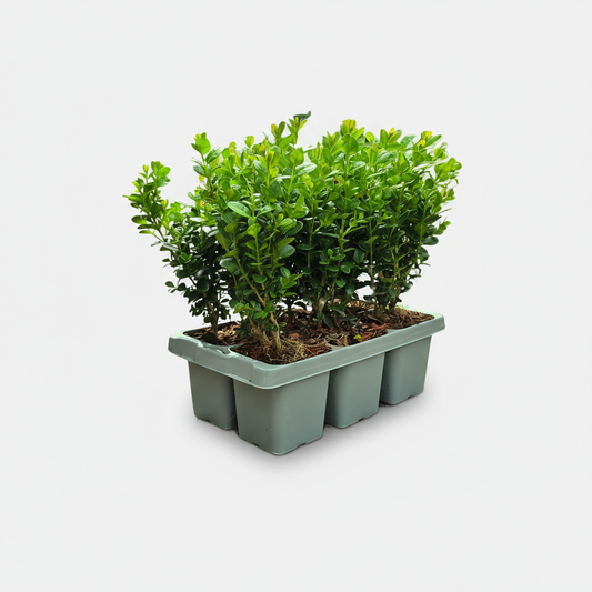 "Buxus NewGen Freedom Pflanzen 6er-Pack – Winterharte Immergrüne Sträucher  6 x Ø7 cm - ↕15 cm | Kompakter Buchsbaum"