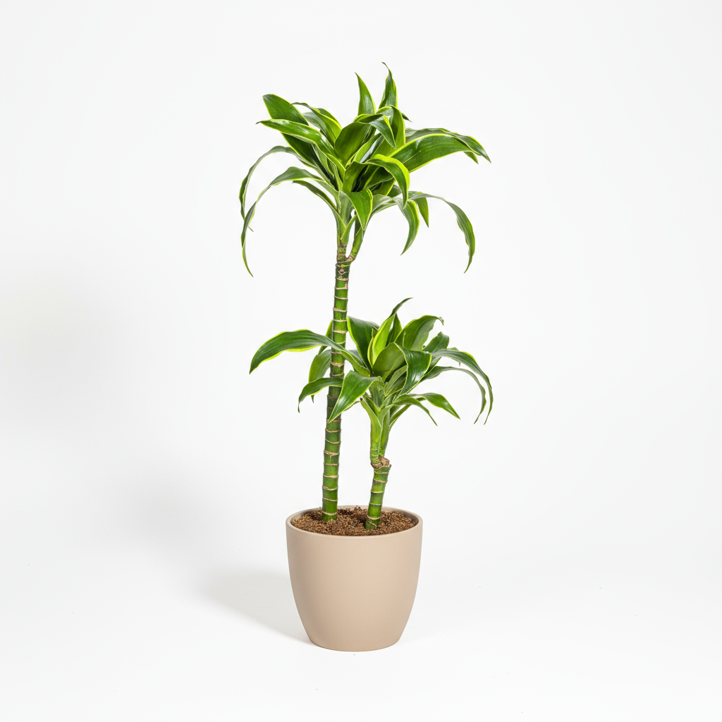 Dracaena Deremensis Dorado Ø19cm - ↕70 - 90cm