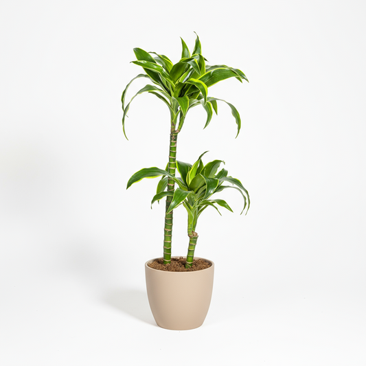 Dracaena Deremensis Dorado Ø19cm - ↕70 - 90cm