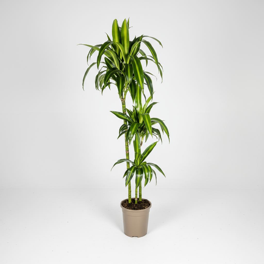 Dracaena Deremensis Hawaiian Sunshine Ø24cm - ↕130 - 150cm