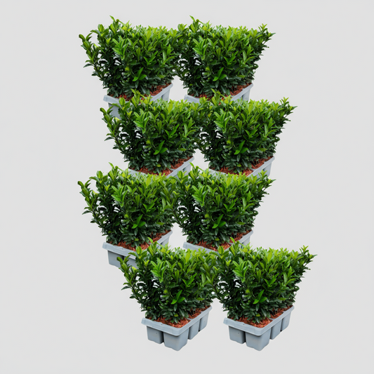 48 x Euonymus 'Green Spire' - 48 x Ø 7 cm - ↨ 15 cm