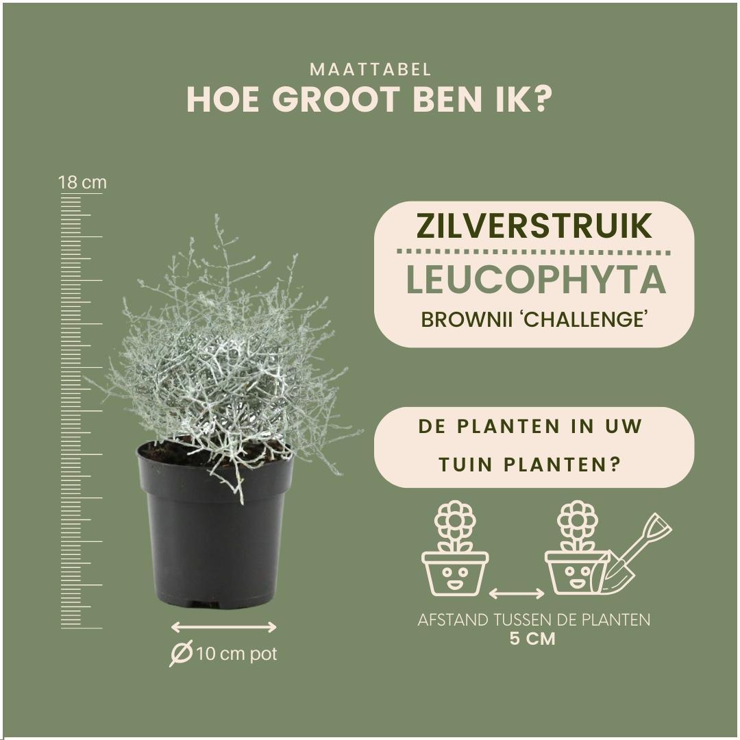 6x Calocephalus' - 10 cm Ø - 15 cm ↕