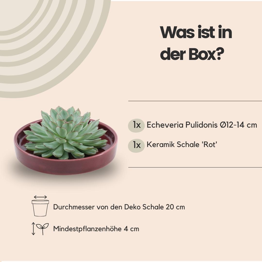 ROOTLESS Succulent Echeveria Pulidonis in Schale 'rot' Ø20 cm - ↕5 cm