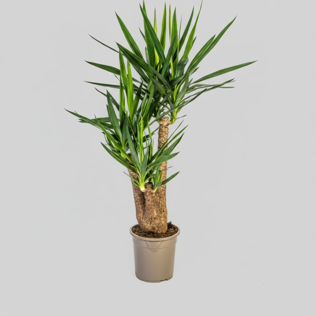 Yucca Elephantipes Verzweigt Ø24cm - ↕80-100cm