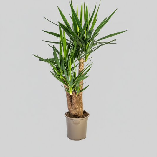 Yucca Elephantipes Verzweigt Ø24cm - ↕80-100cm
