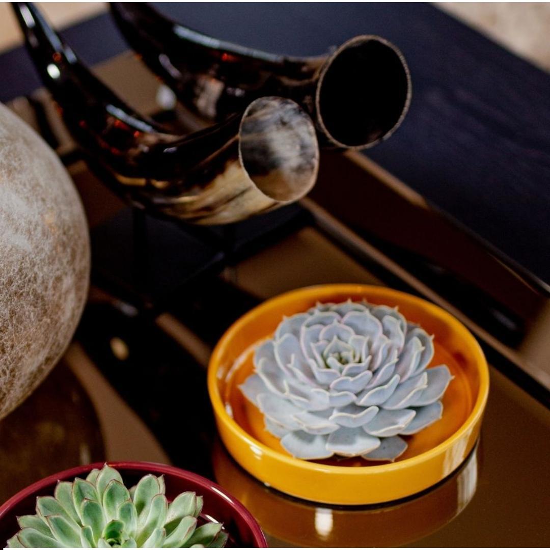 ROOTLESS Succulent Echeveria Pulidonis in Schale 'gelb' Ø20 cm - ↕5 cm