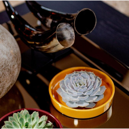 ROOTLESS Succulent Echeveria Pulidonis in Schale 'gelb' Ø20 cm - ↕5 cm