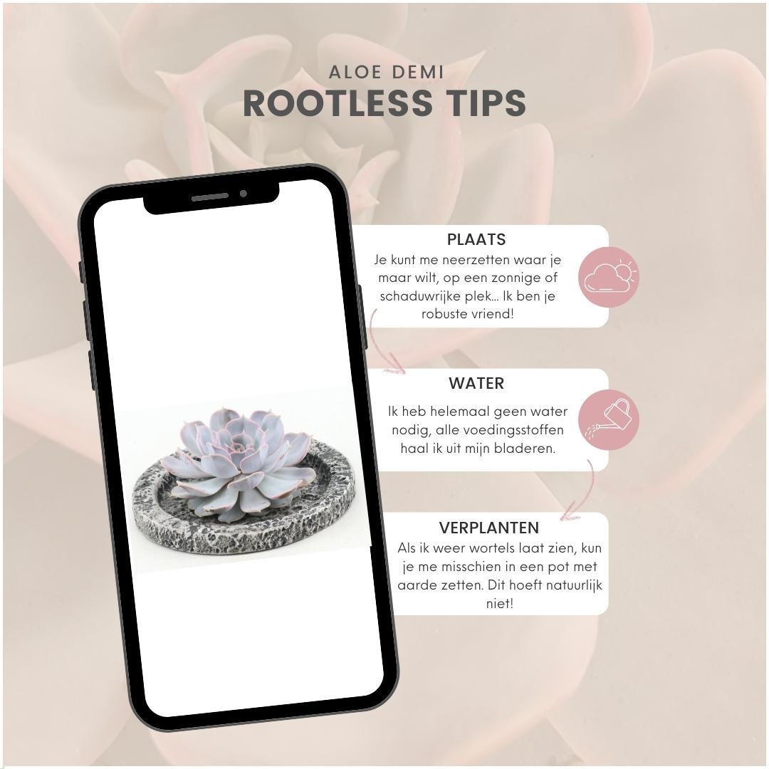 ROOTLESS Succulent Echeveria Lilacina in Schale 'Concrete' Ø20 cm - ↕5 cm