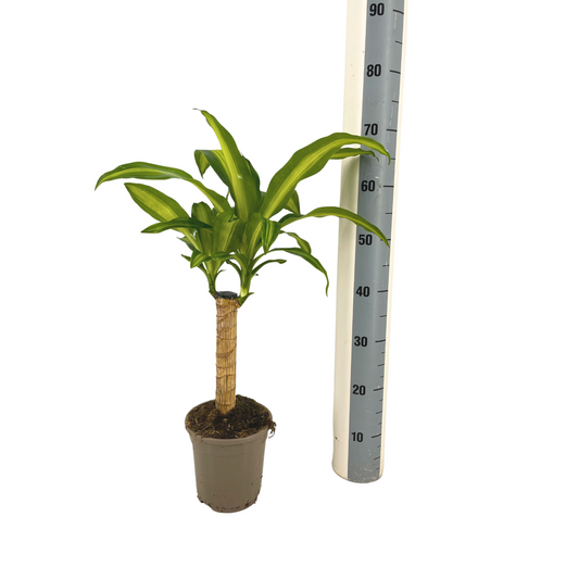 Dracaena Fragrans Massangeana Ø17cm - ↕60 - 80cm