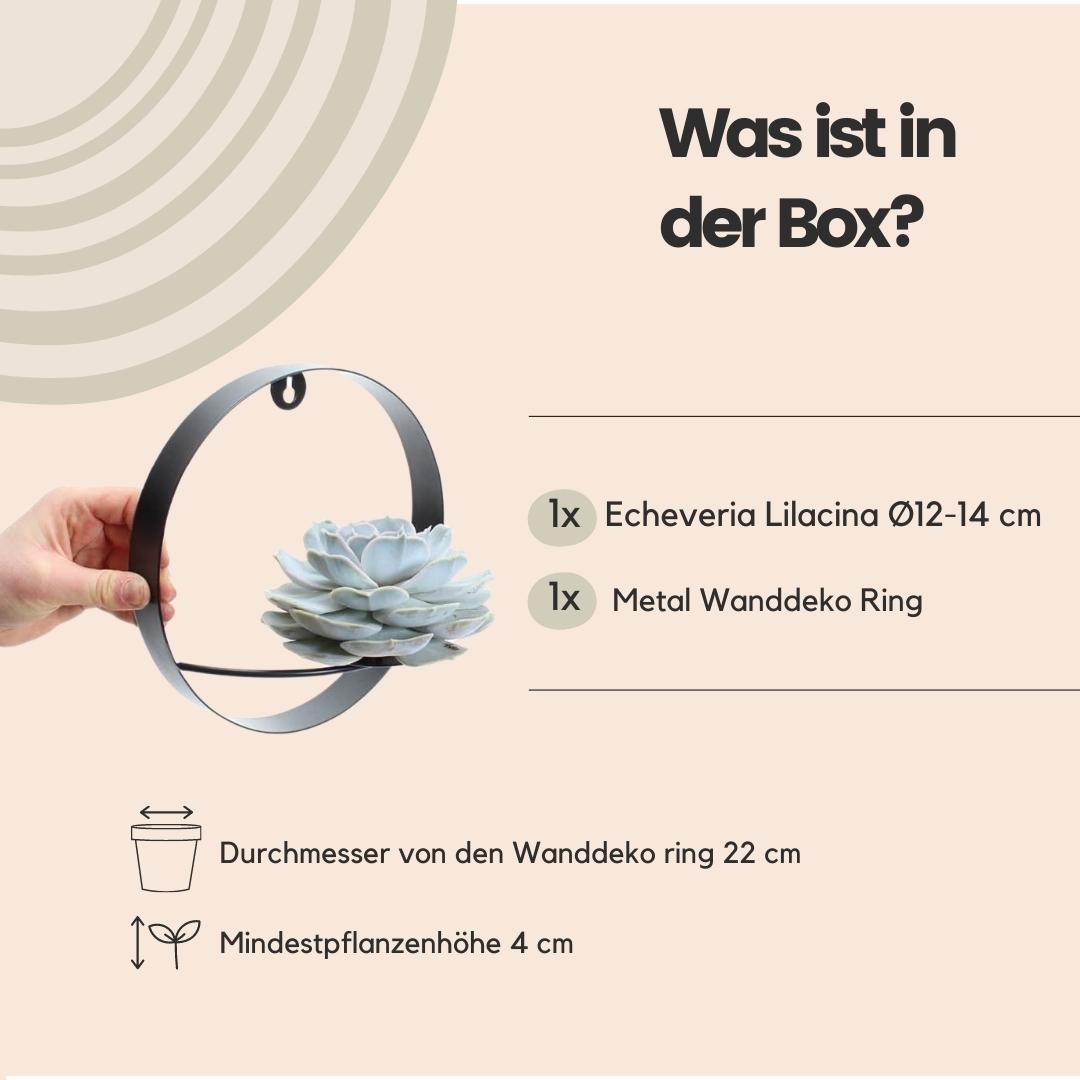 ROOTLESS Succulent Echeveria Lilacina auf Wanddeko Ring schwarz Ø20 cm - ↕20 cm