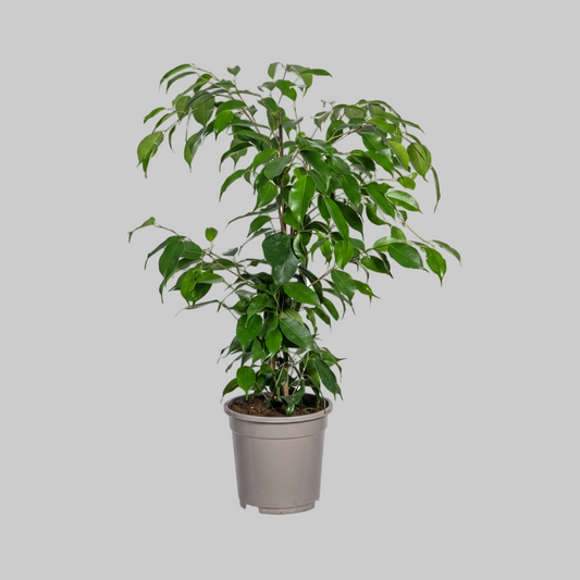 Ficus Benjamina Exotica Ø17cm - ↕60 - 80cm