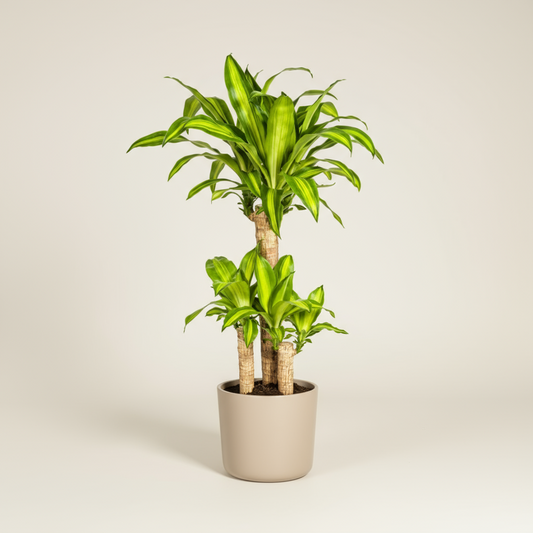 Dracaena Fragrans Massangeana Ø21cm - ↕90 - 110cm