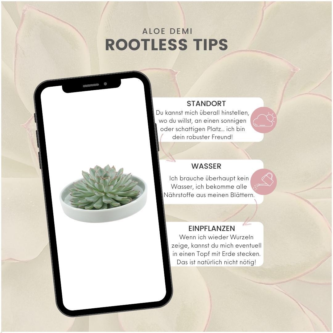 ROOTLESS Succulent Echeveria Pulidonis in Schale 'grün' Ø20 cm - ↕5 cm