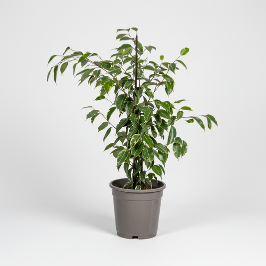 Ficus Benjamina Golden King Ø17cm - ↕60 - 80cm