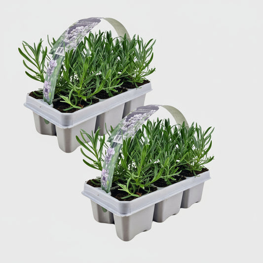 2 x 6 pack Lavendel angustifolia white - 12 x Ø7 cm - ↕15 cm
