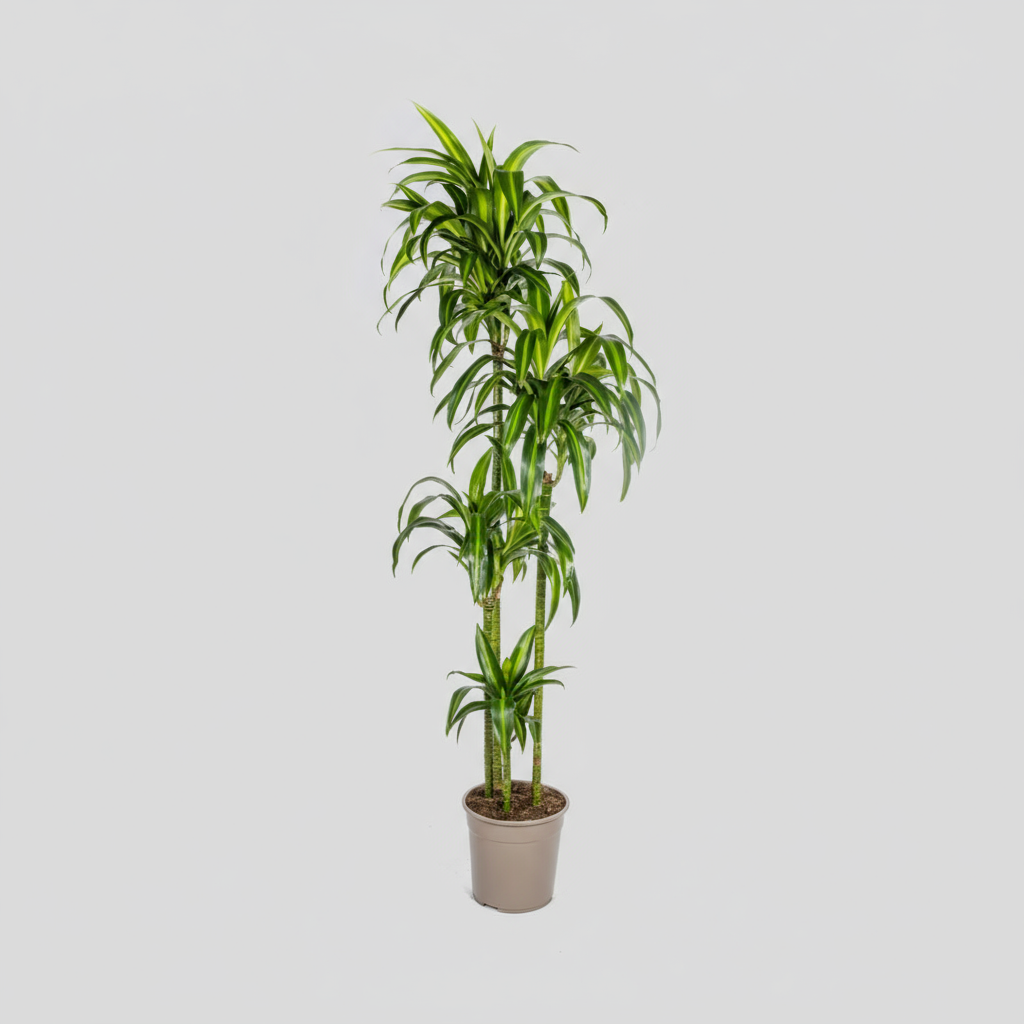 Dracaena Deremensis Hawaiian Sunshine Ø27cm - ↕170 - 190cm