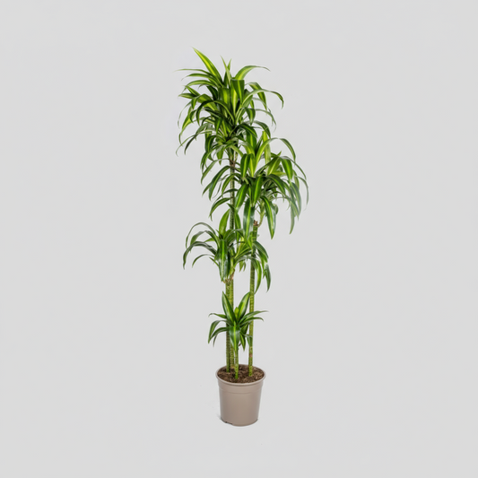 Dracaena Deremensis Hawaiian Sunshine Ø27cm - ↕170 - 190cm