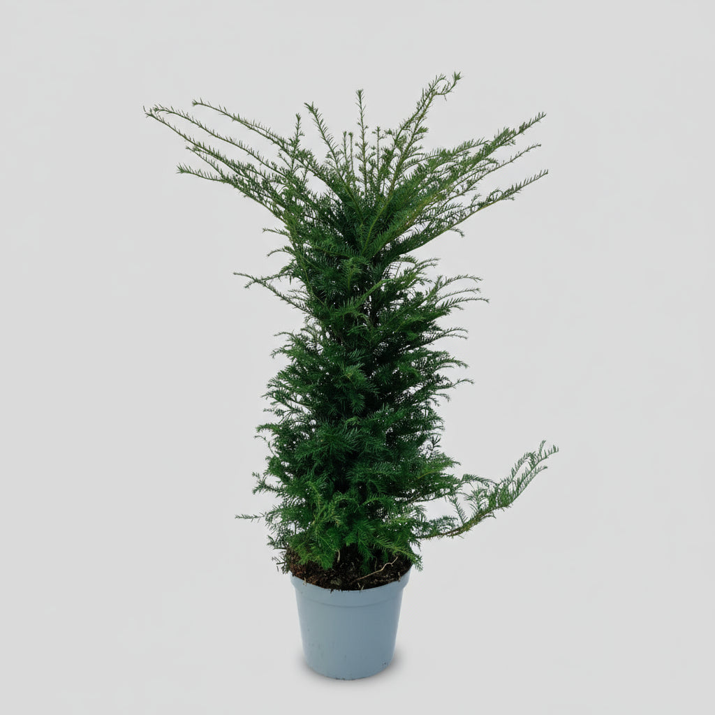 Große Eibe Pflanzen für 10 laufende Meter Hecken | - 12L - 20 x | ↨ 100-125 cm