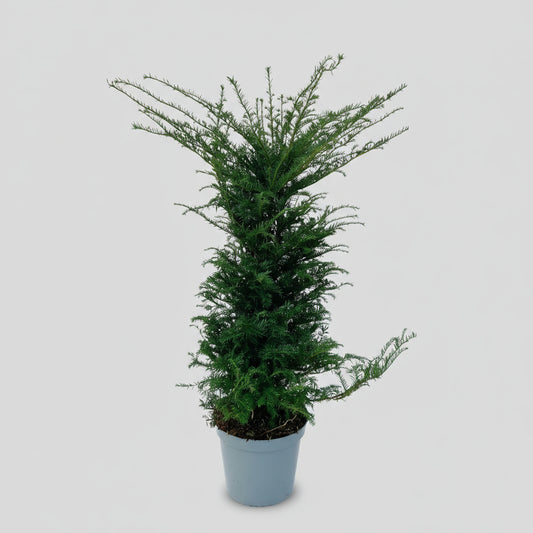 Große Eibe Pflanzen für 10 laufende Meter Hecken | - 12L - 20 x | ↨ 100-125 cm