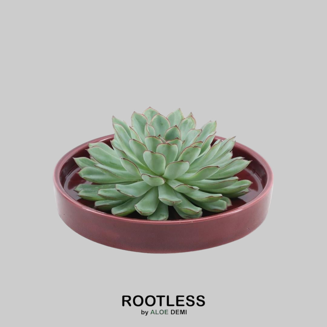ROOTLESS Succulent Echeveria Pulidonis in Schale 'rot' Ø20 cm - ↕5 cm