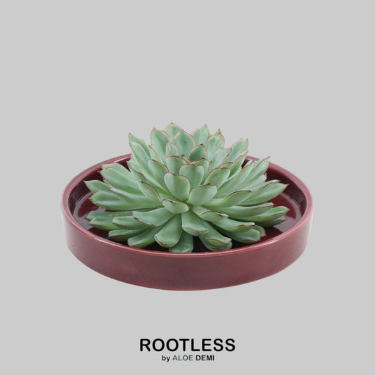 ROOTLESS Succulent Echeveria Pulidonis in Schale 'rot' Ø20 cm - ↕5 cm