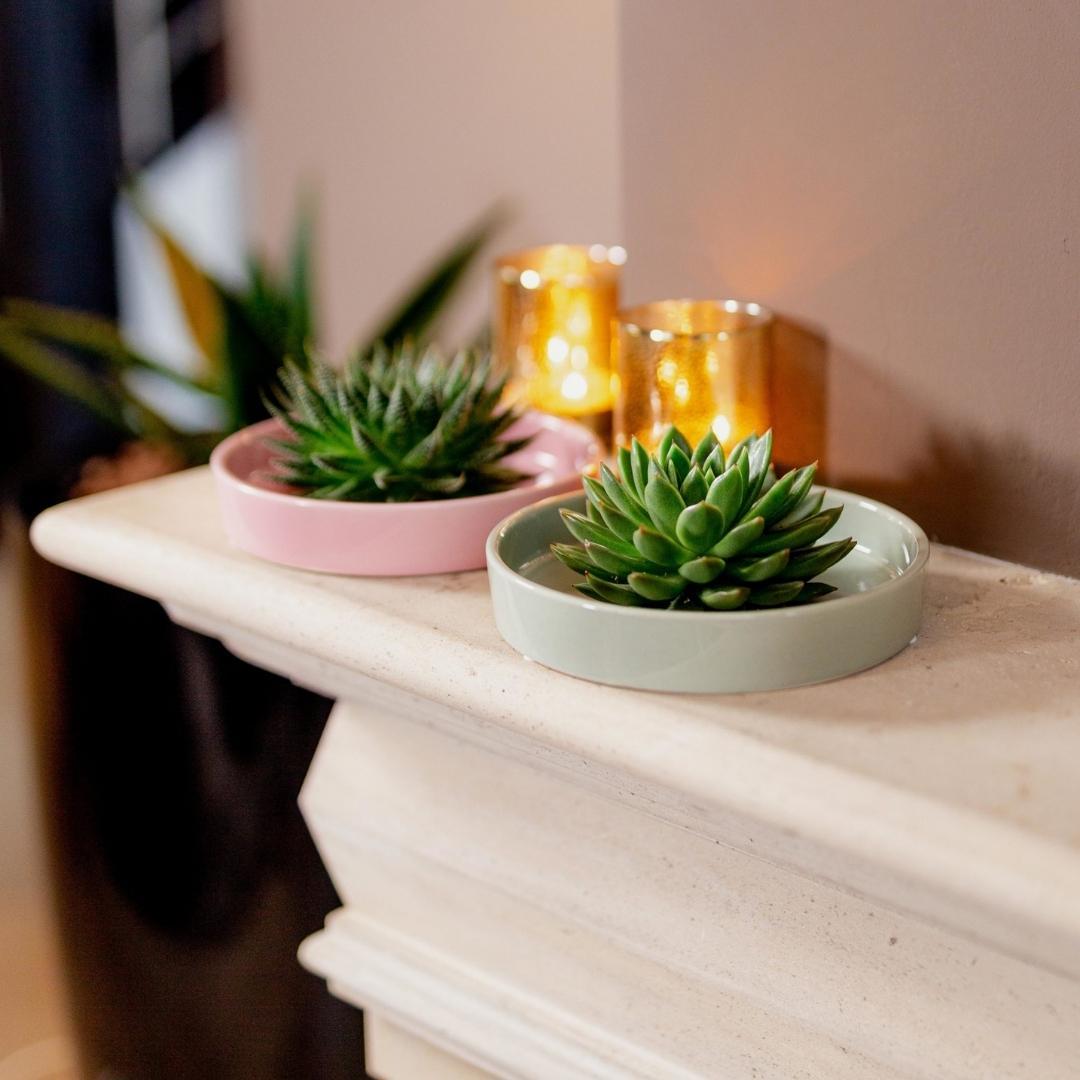 ROOTLESS Succulent Echeveria Pulidonis in Schale 'weiss' Ø20 cm - ↕5 cm