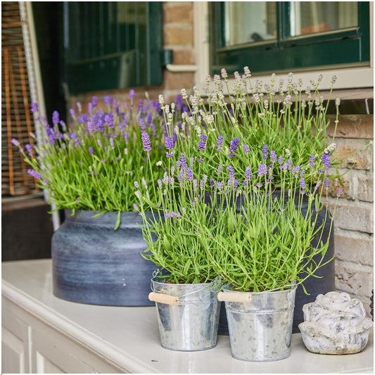 Plants by Frank - Lavandula angustifolia Felice® im Dekotopf 'Old Look' - 13 cm Topf - Set mit 3 echten Lavendeln im Dekotopf