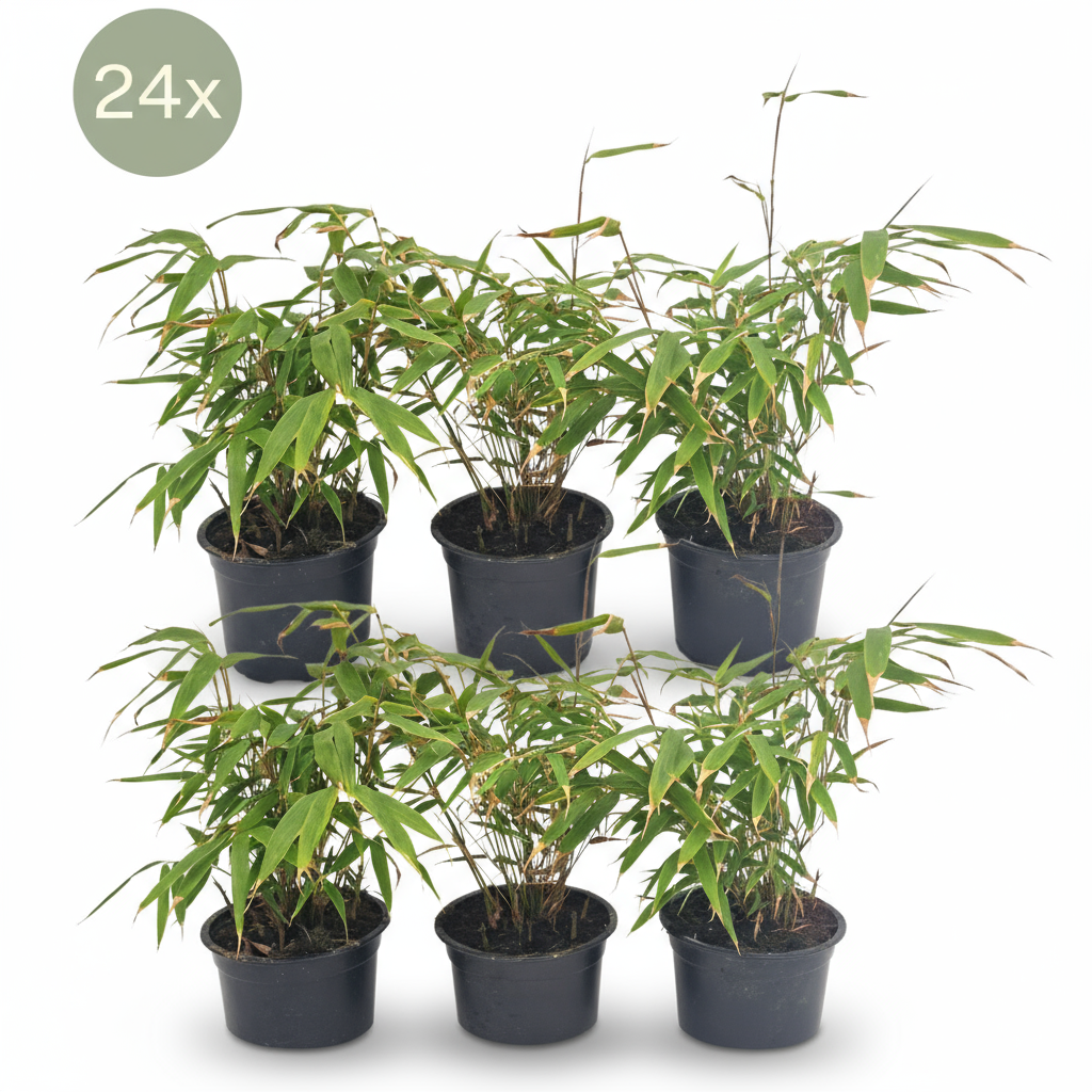 24 x Fargesia Rufa - Ø13 cm - ↕25 cm