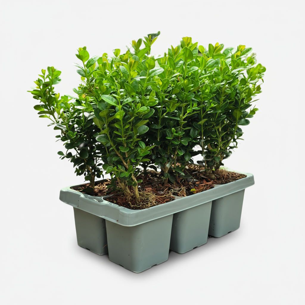 12 x 6er-Pack Buxus NewGen Freedom – Winterharte Immergrüne Sträucher 72 x Ø7 cm - ↕15 cm | Kompakter Buchsbaum