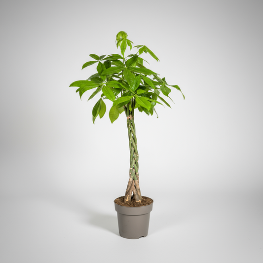 Pachira Aquatica Ø27cm - ↕130 - 150cm