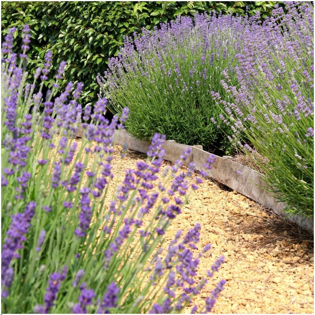 Plants by Frank - Lavandula angustifolia Felice® - 12 cm Topf - Set mit 24 echten Lavendelpflanzen