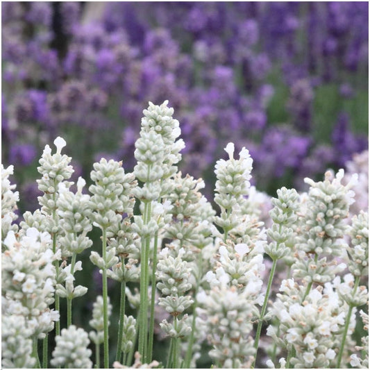 6 pack Lavendel angustifolia white - 6 x Ø7 cm - ↕15 cm