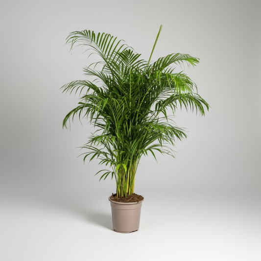 Dypsis Areca lutescens Ø27cm - ↕150 - 170cm