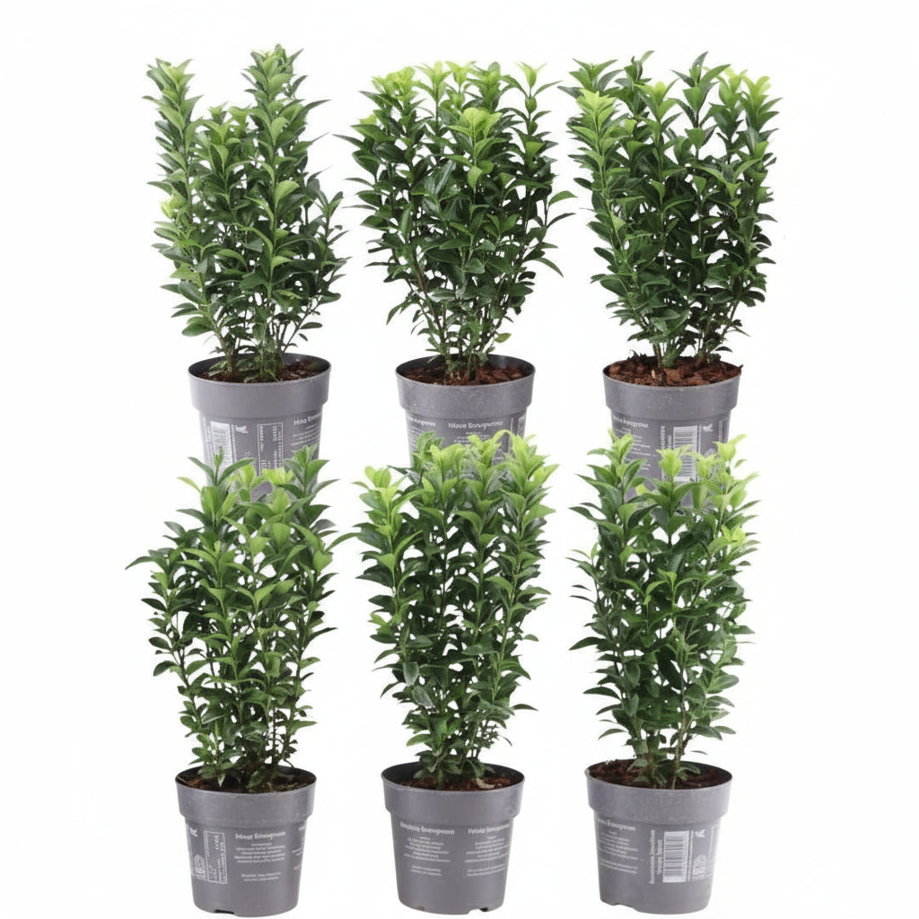 Plants by Frank - 1 Meter Grüne Spindelstrauch Hecke - Euonymus japonicus 'Green Spire' - Pflanzenset mit 6 winterharten Heckenpflanzen - Immergrüne Hecke - Direkt von der Gärtnerei geliefert