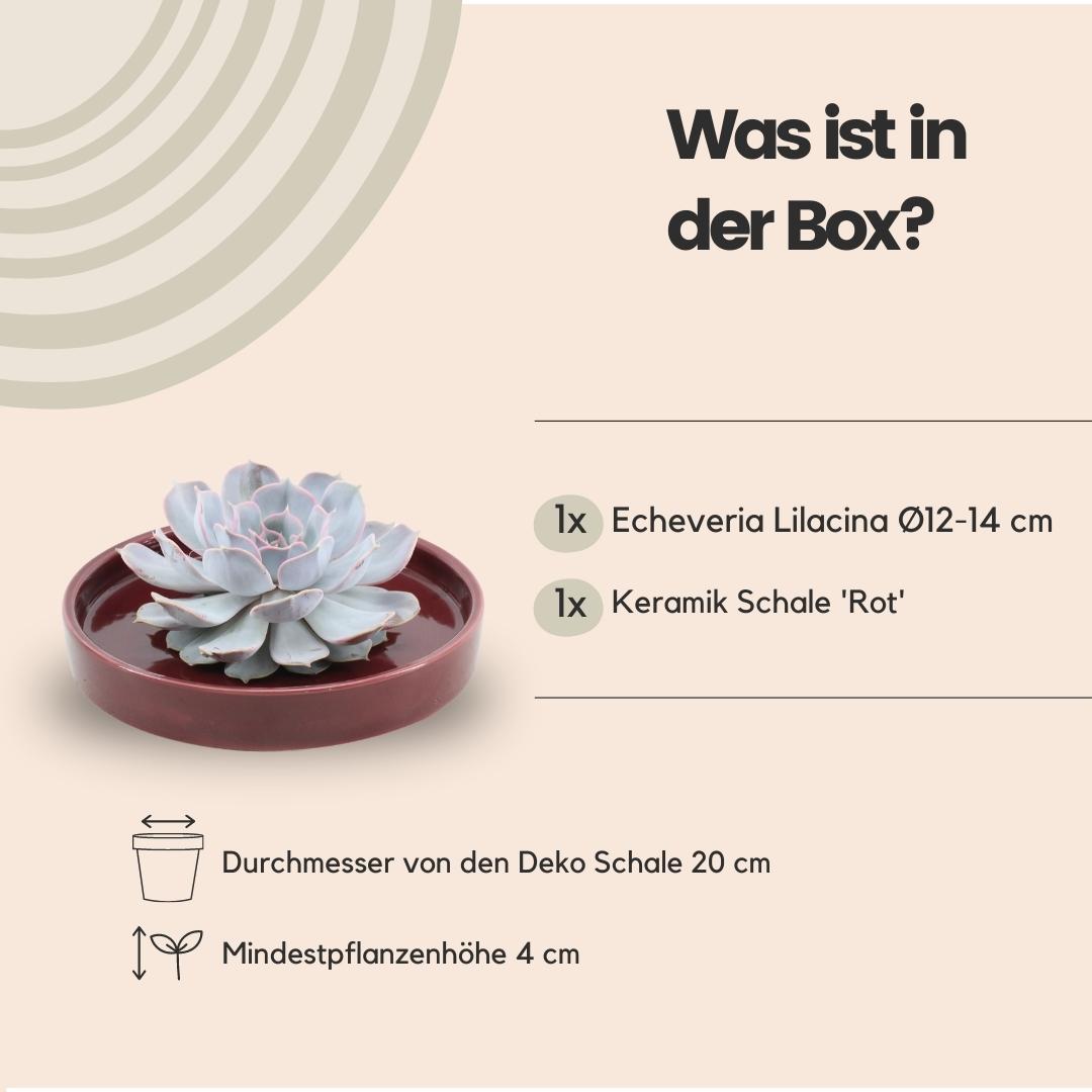 ROOTLESS Succulent Echeveria Lilacina in Schale 'rot' Ø20 cm - ↕5 cm