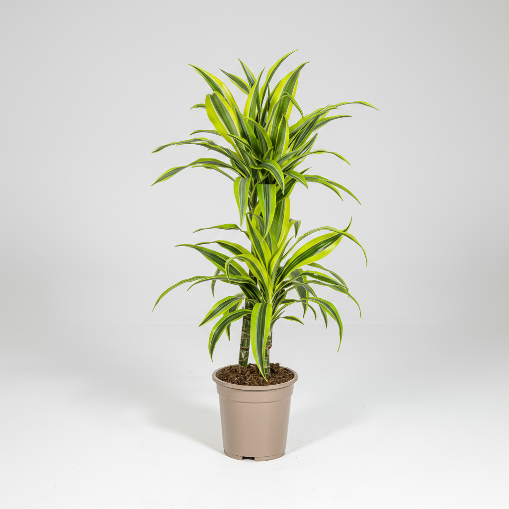Dracaena Deremensis Lemon Lime Ø19cm - ↕70 - 90cm