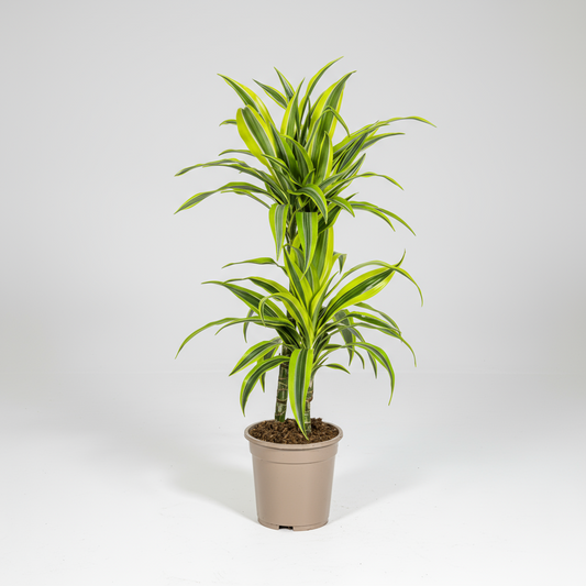 Dracaena Deremensis Lemon Lime Ø19cm - ↕70 - 90cm