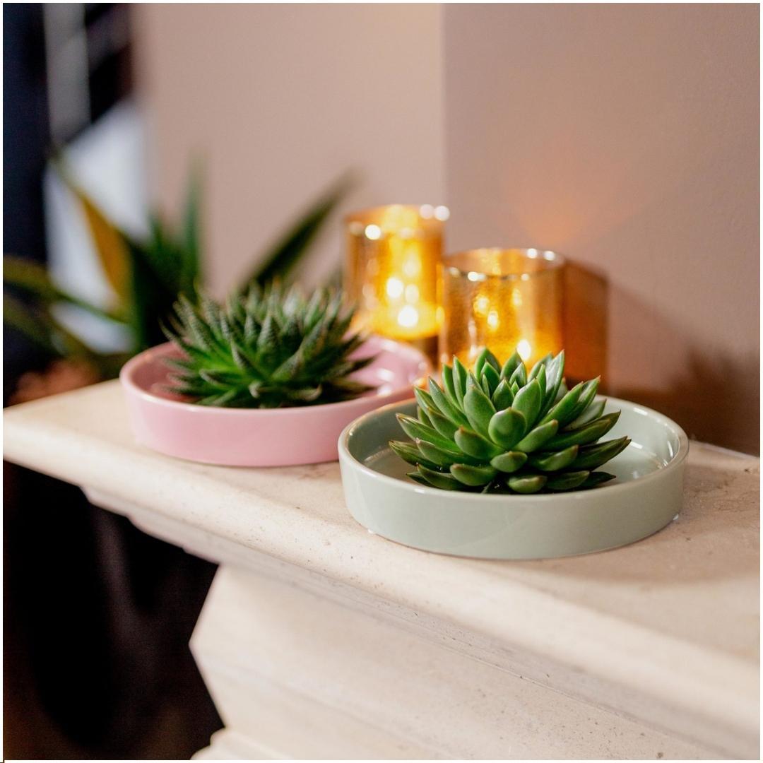 ROOTLESS Succulent Echeveria Pulidonis in Schale 'grün' Ø20 cm - ↕5 cm