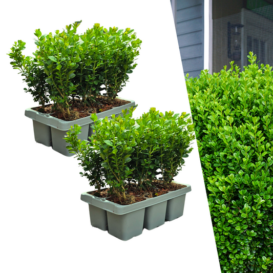 2 x 6er-Pack Buxus NewGen Freedom – Winterharte Immergrüne Sträucher 12 x Ø7 cm - ↕15 cm | Kompakter Buchsbaum
