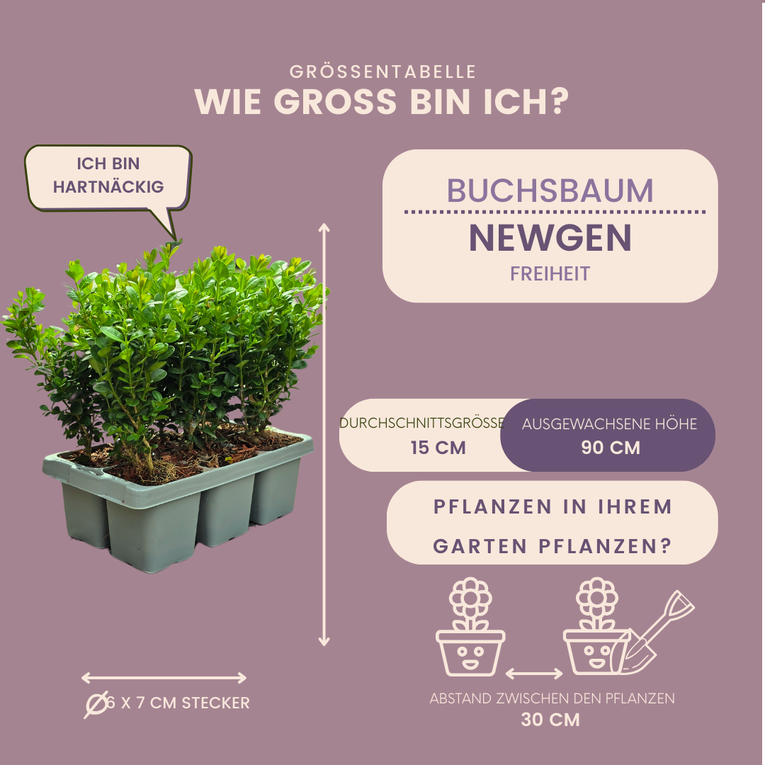 4 x 6er-Pack Buxus NewGen Freedom – Winterharte Immergrüne Sträucher 24 x Ø7 cm - ↕15 cm | Kompakter Buchsbaum