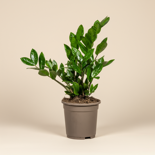 Zamioculcas Zamiifolia Ø17cm - ↕40-50cm