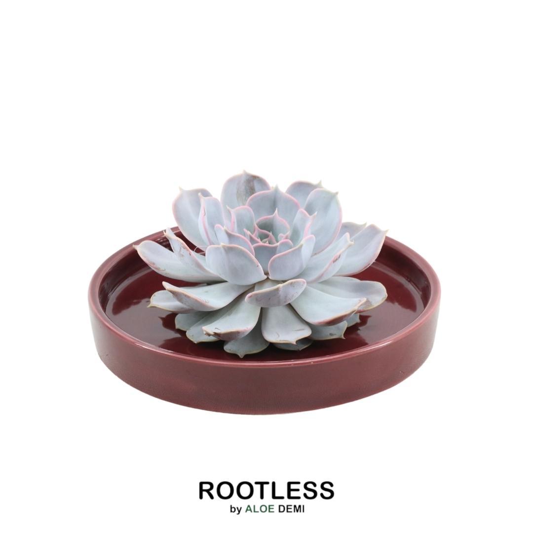 ROOTLESS Succulent Echeveria Lilacina in Schale 'rot' Ø20 cm - ↕5 cm