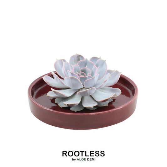 ROOTLESS Succulent Echeveria Lilacina in Schale 'rot' Ø20 cm - ↕5 cm