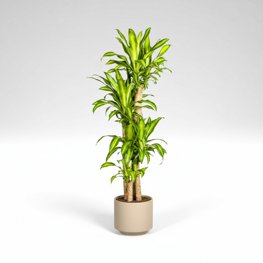 Dracaena Fragrans Massangeana Ø30cm - ↕170 - 190cm