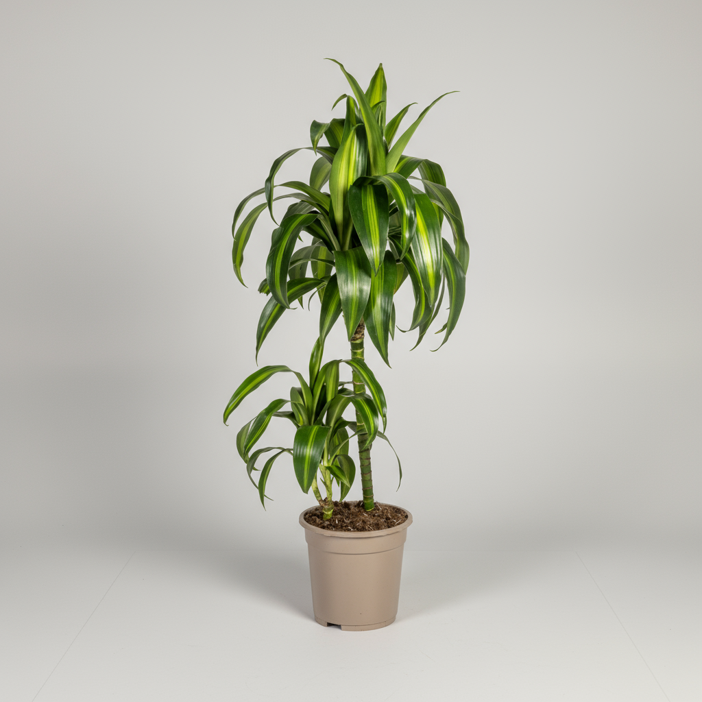 Dracaena Deremensis Hawaiian Sunshine Ø19cm - ↕70 - 90cm