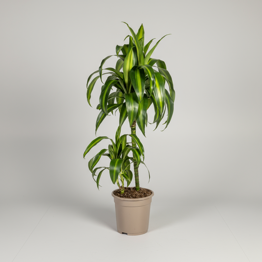 Dracaena Deremensis Hawaiian Sunshine Ø19cm - ↕70 - 90cm