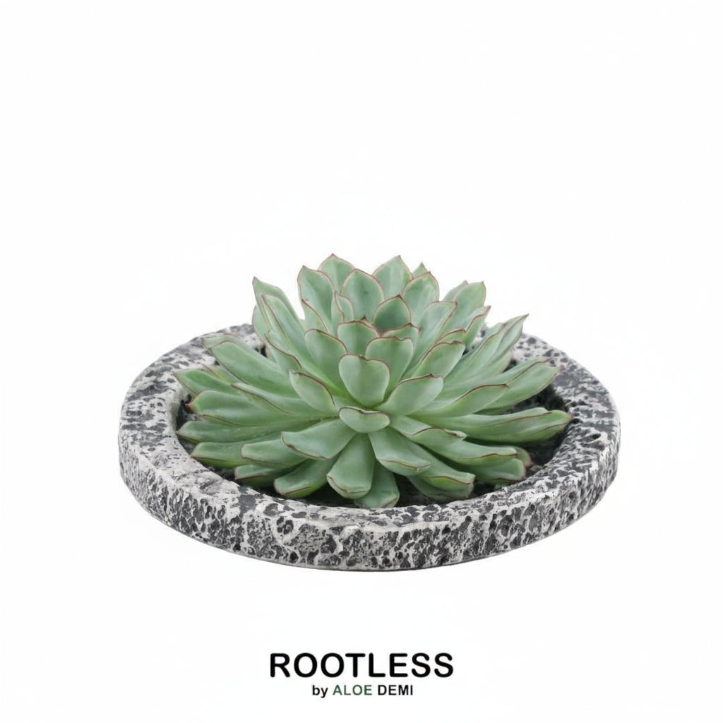 ROOTLESS Succulent Echeveria Pulidonis in Schale 'Concrete' Ø20 cm - ↕5 cm
