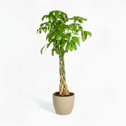 Pachira Aquatica Ø30cm - ↕160 - 180cm