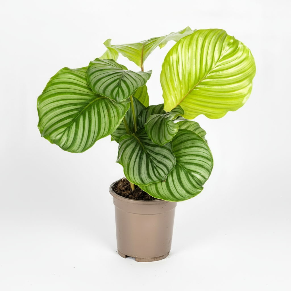 Calathea Orbifolia Ø17cm - ↕40 - 50cm